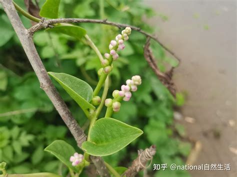 葉子尖尖的植物|有哪些植物的叶子尖尖的？